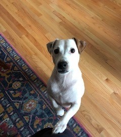 Rocket the Jack Russell Terrier